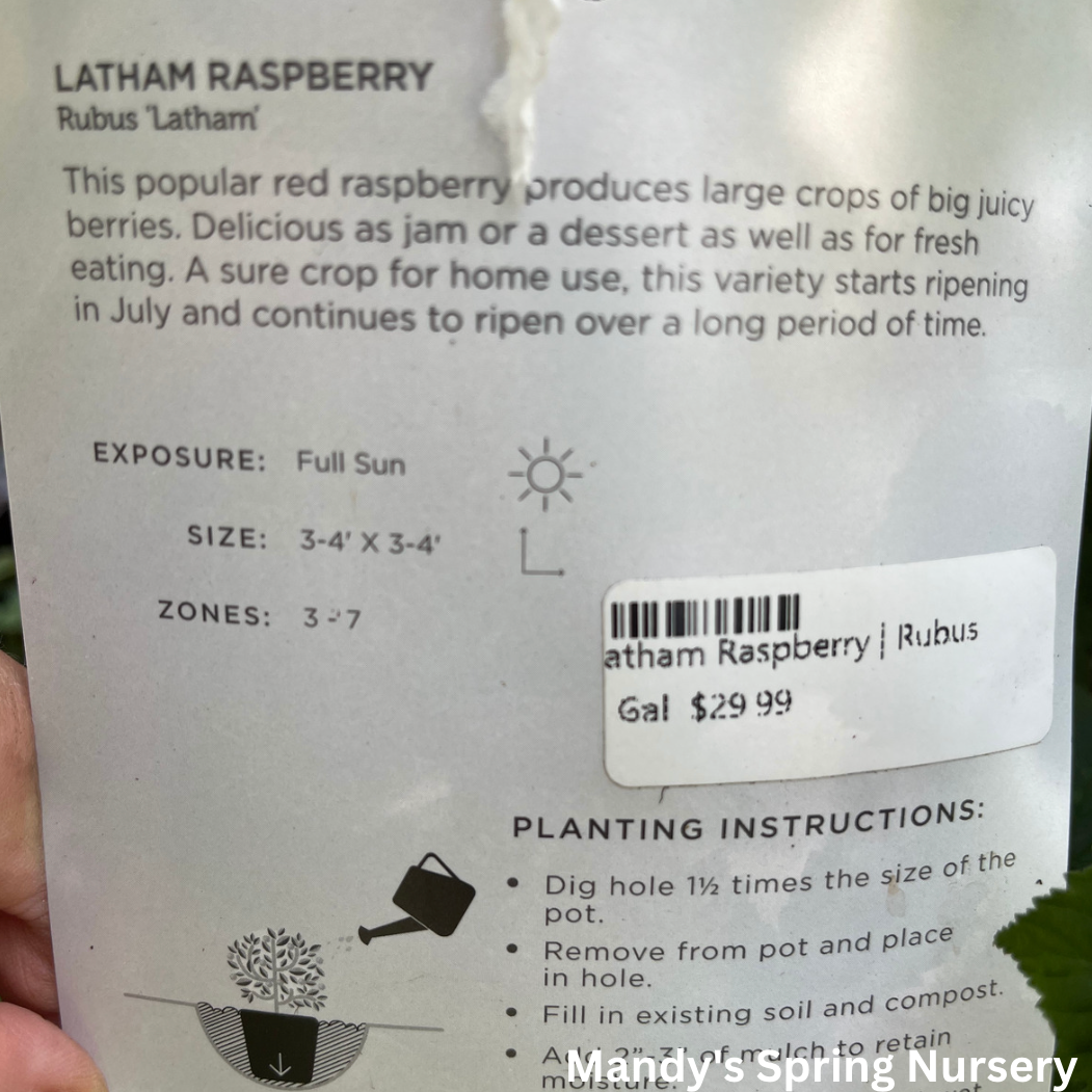 Latham Raspberry | Rubus – Mandy Spring Farm Nursery, Inc.
