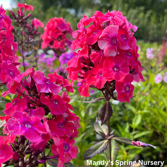 'Glamour Girl' Tall Garden Phlox | Phlox paniculata