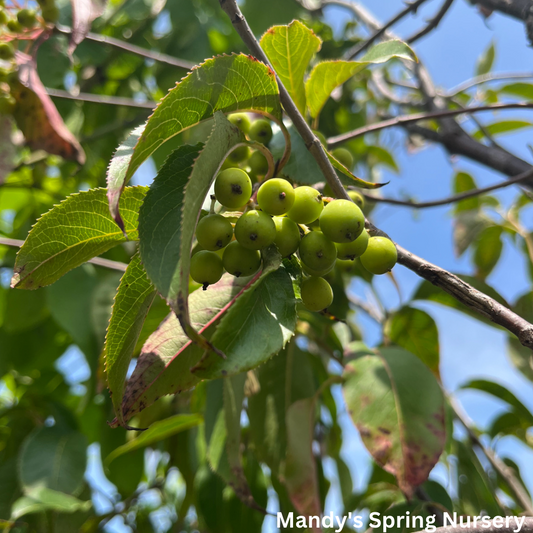 Mohican Viburnum Tree-Form | Viburnum lantana 'Mohican'