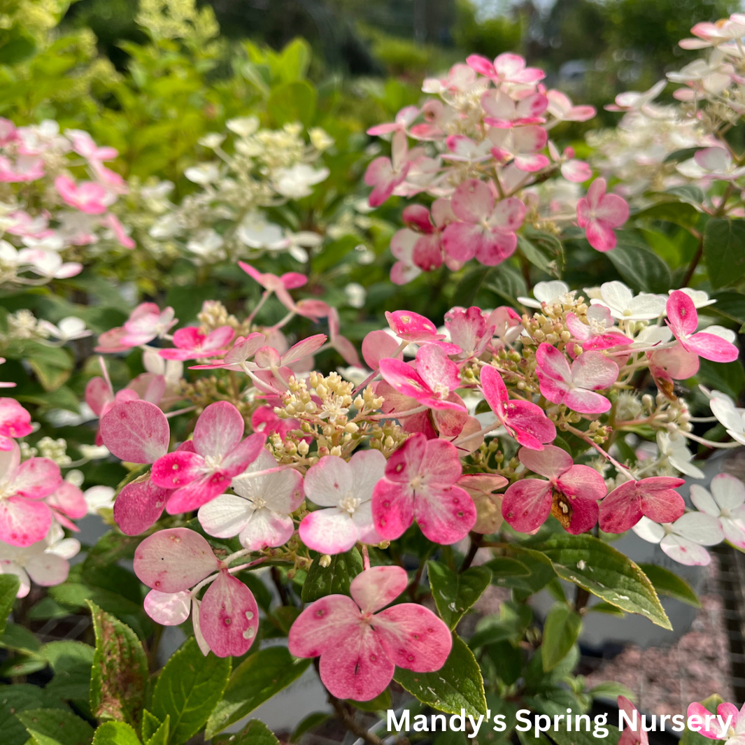 Bare Root - Little Quick Fire® Hydrangea (Proven Winners) | Hydrangea ...