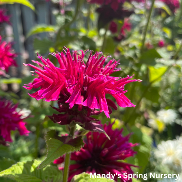 Fireball Bee Balm | Monarda didyma – Mandy Spring Farm Nursery, Inc.