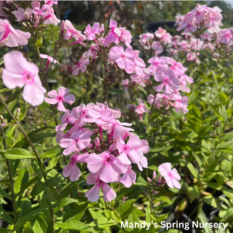 Thai Pink Jade Garden Phlox | Phlox Paniculata