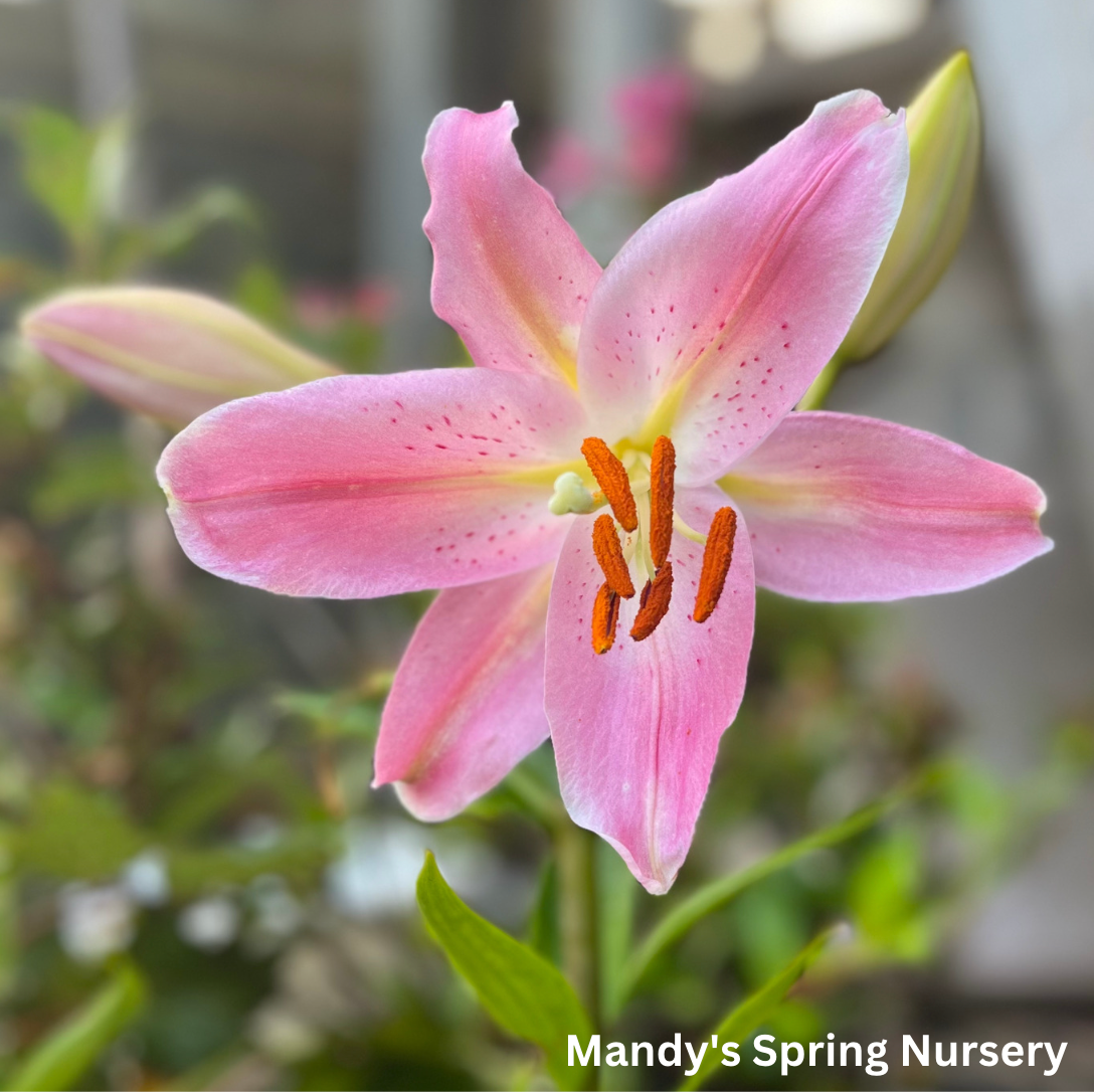 Sunny Camino Oriental Lily | Lillium