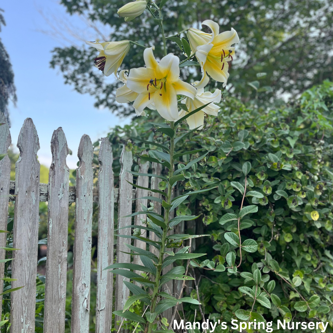 Honeymoon Oriental Lily | Lilium