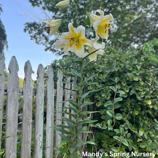 Honeymoon Oriental Lily | Lilium