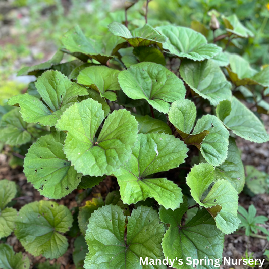 Midnight Lady Ligularia