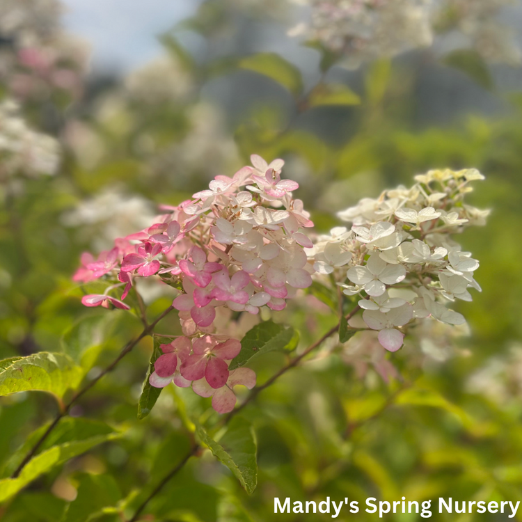 Berry White Hydrangea Tree | Hydrangea paniculata 'Renba' – Mandy ...