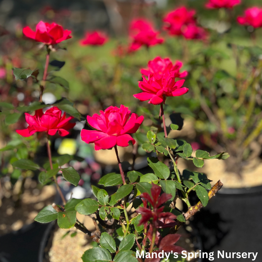 Red Double Knock Out Rose | Rosa