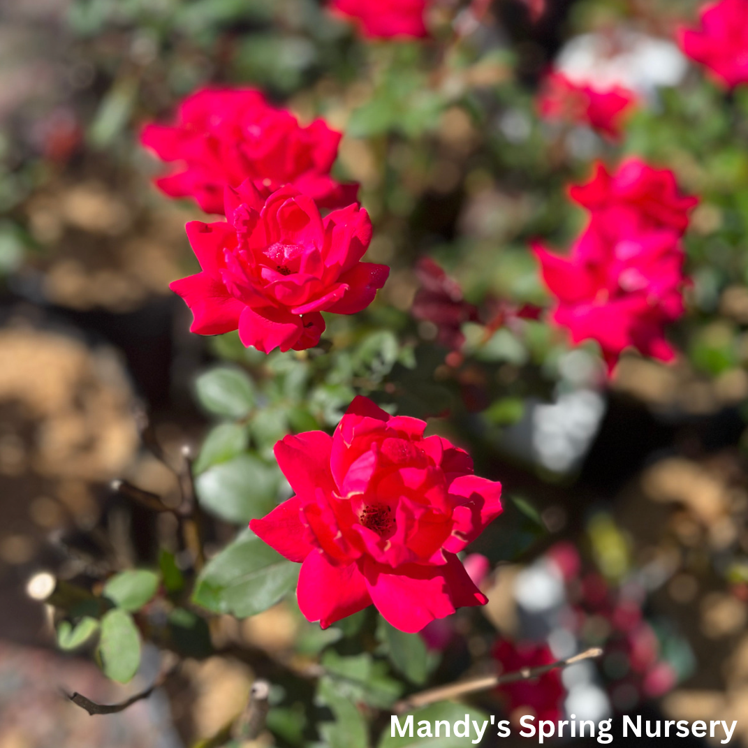 Red Double Knock Out Rose | Rosa