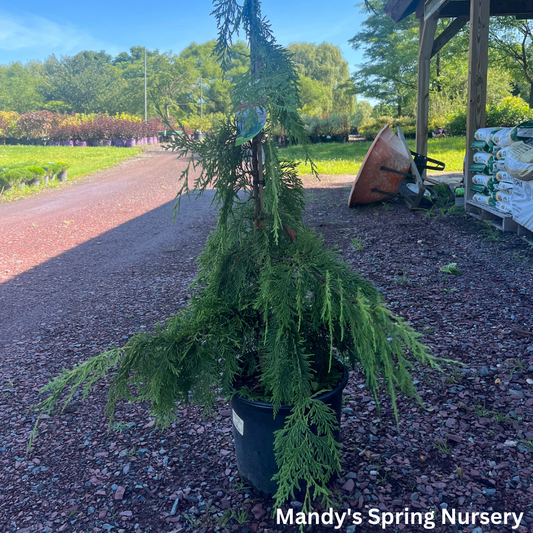 Weeping Nootka Cypress / Weeping Alaskan Cedar | Chamaecyparis nootkatensis 'Pendula'