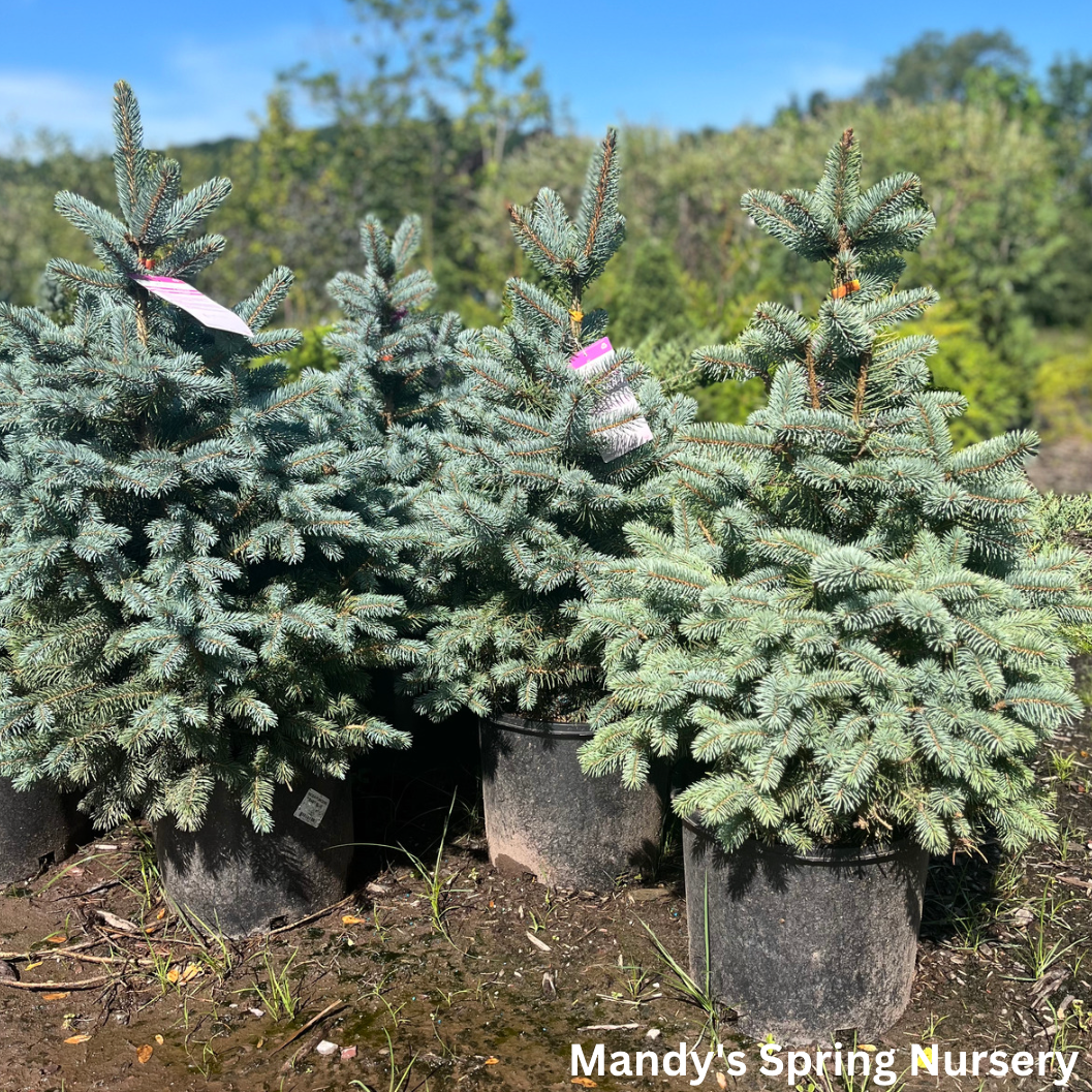 Baby Blue Spruce | Picea pungens 'Baby Blue'