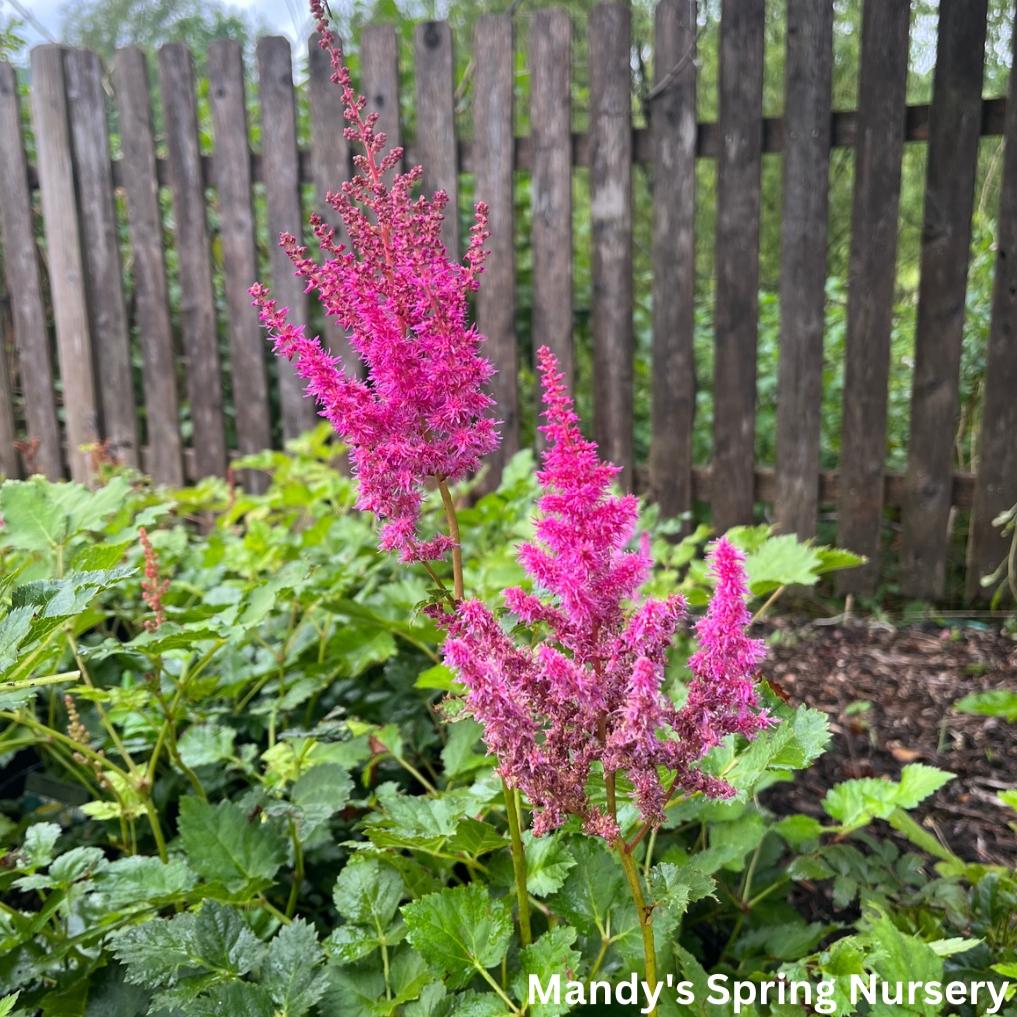 Strawberry Cake Astilbe | Astilbe chinensis – Mandy Spring Farm Nursery