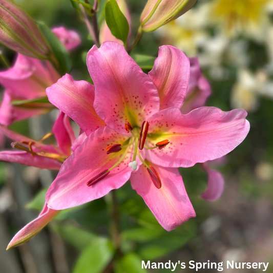 Sunny Camino Oriental Lily | Lillium