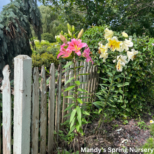 Sunny Camino Oriental Lily | Lillium