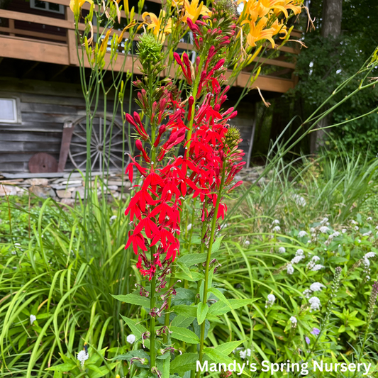 Cardinal Flower | Lobelia cardinalis