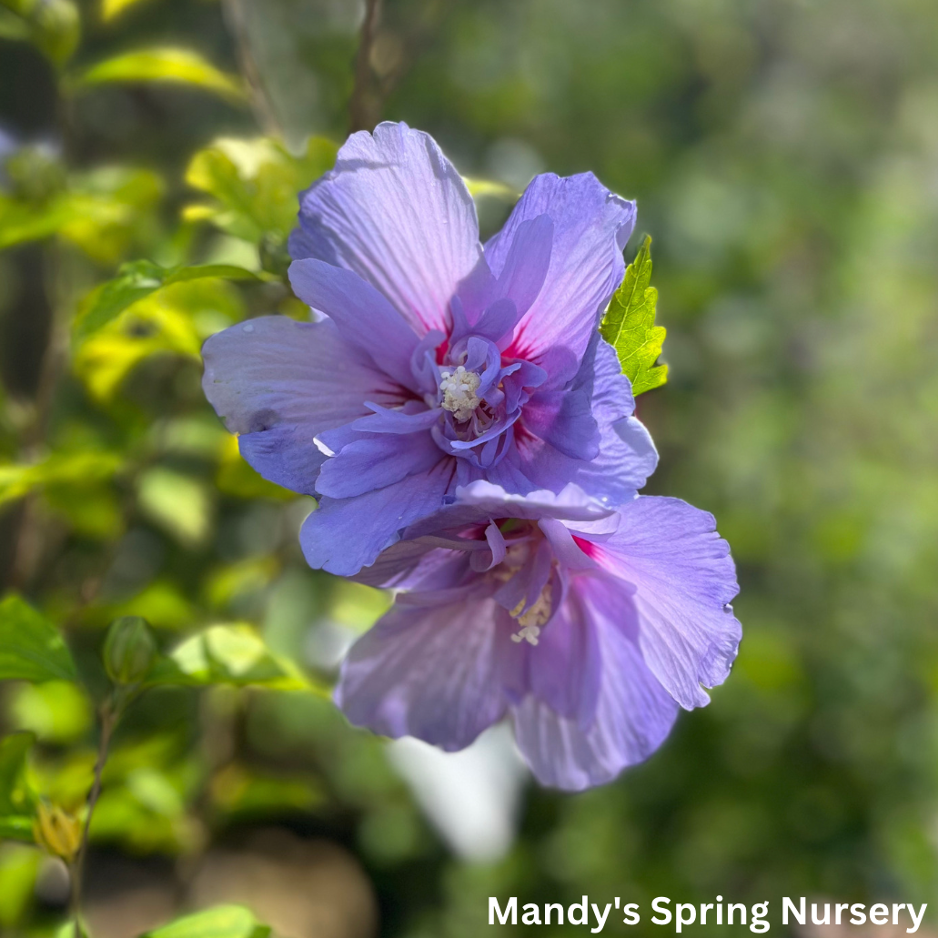 Blue Chiffon Rose of Sharon | Hibiscus syriacus