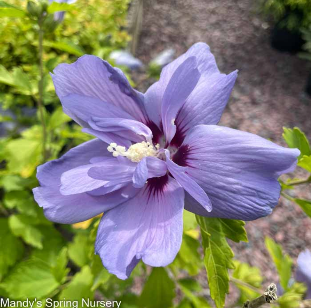 Bare Root - Blue Chiffon® Rose of Sharon (Proven Winners) | Hibiscus syriacus