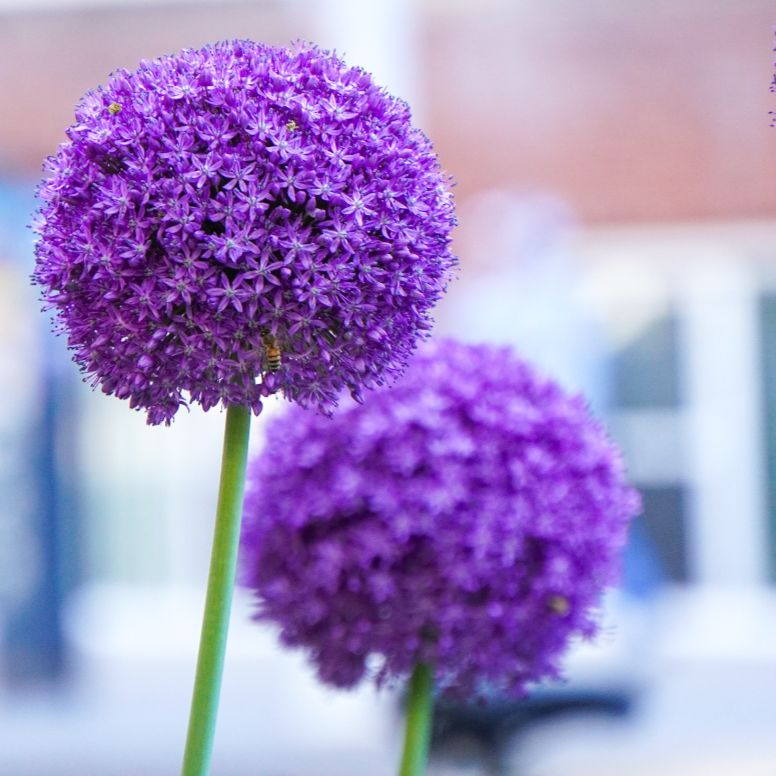 Allium 'Gladiator'