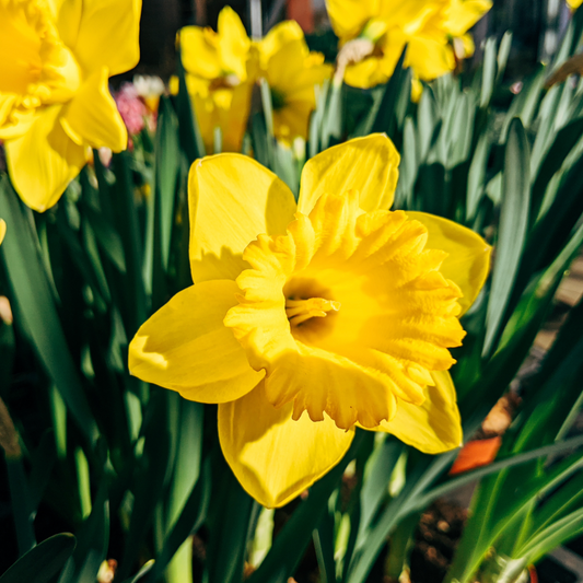 Daffodil 'King Alfred' - 4 Bulbs