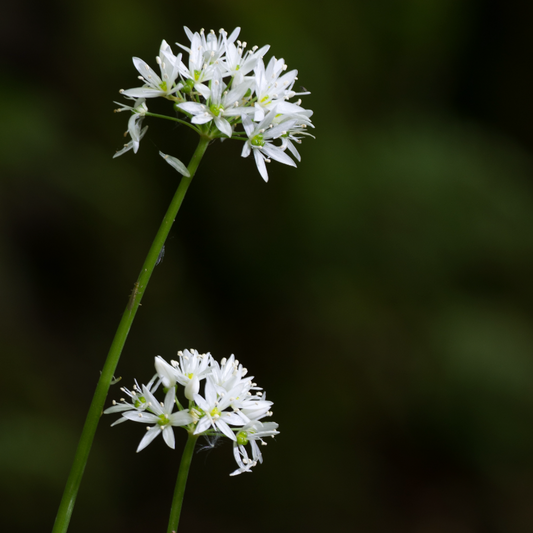 Allium 'Graceful Beauty' - 8 Bulbs