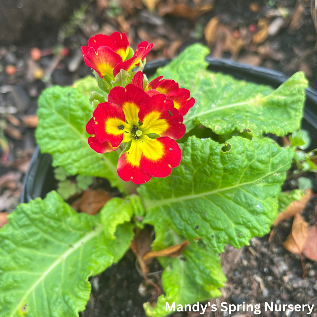 Pacific Hybrids English Primrose | Primula