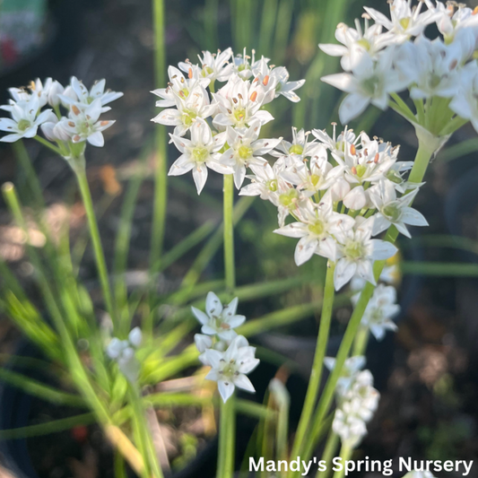 White Garlic Chives | Allium tuberosum