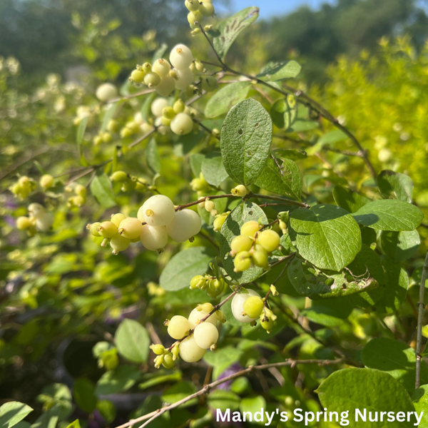 Galaxy Snowberry | Symphoricarpos x doorenbosii – Mandy Spring