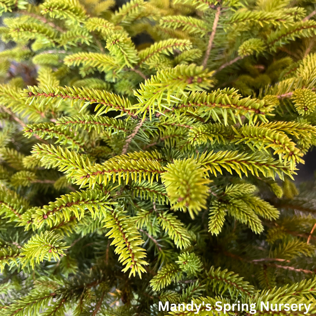 Bird's Nest Spruce | Picea abies