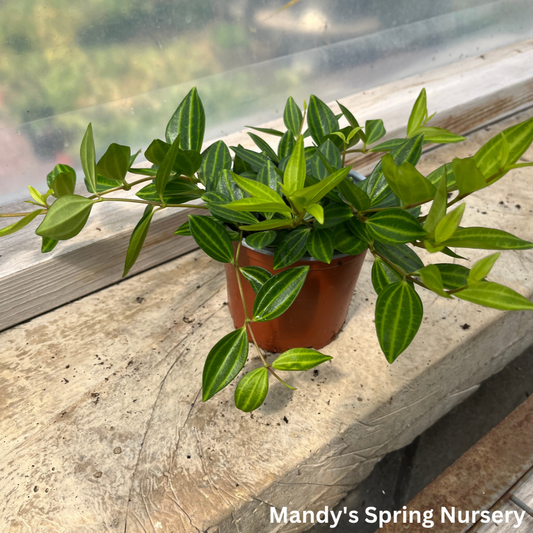 Radiator Plant | Peperomia angulata