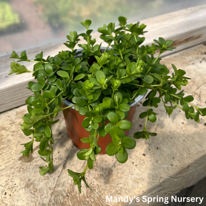 Peperomia Deppeana | Peperomia deppeana