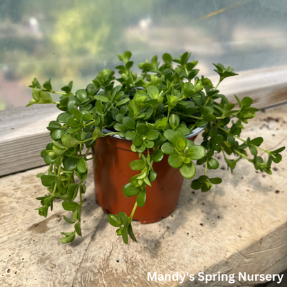 Peperomia Deppeana | Peperomia deppeana