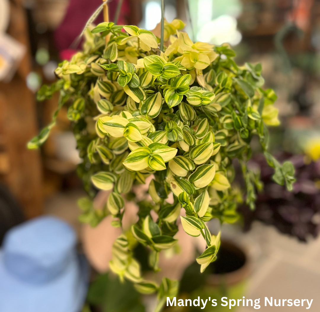 Yellow Zebra Tradescantia | Tradescantia zebrina 'Yellow Zebra'