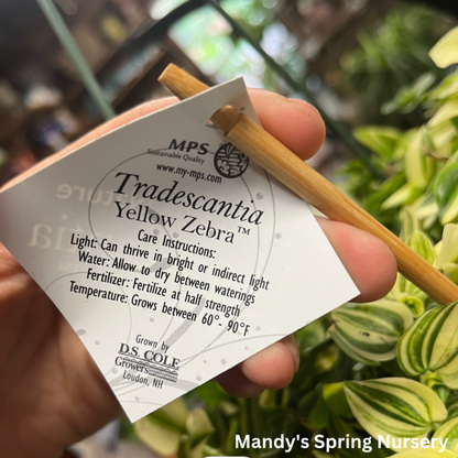 Yellow Zebra Tradescantia | Tradescantia zebrina 'Yellow Zebra'