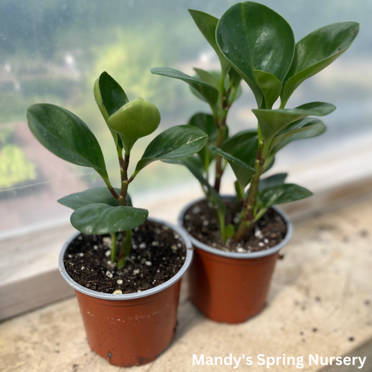 Baby Rubberplant | Peperomia obtusifolia