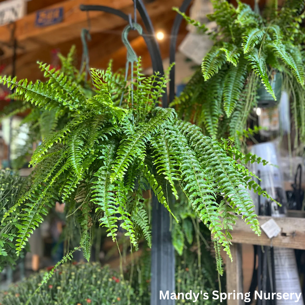 fern hanging plant care Boston Fern