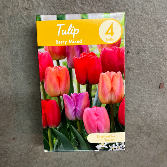 Tulip 'Berry Mixed' - 4 Bulbs