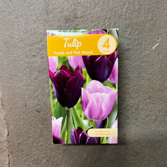 Tulip 'Purple & Pink Mixed' - 4 Bulbs
