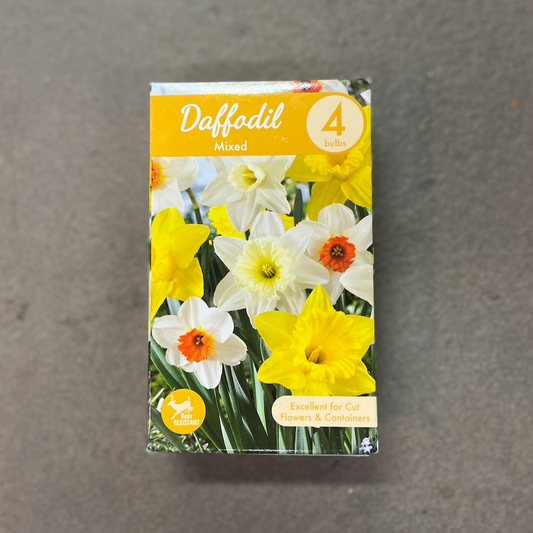 Daffodil Mixed - 4 Bulbs