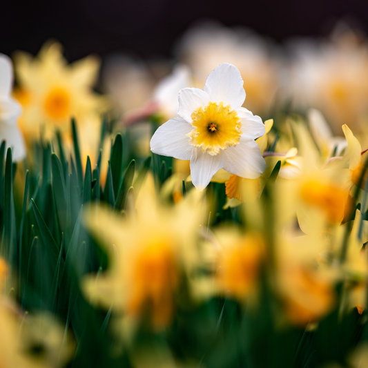 Daffodil Mixed - 4 Bulbs