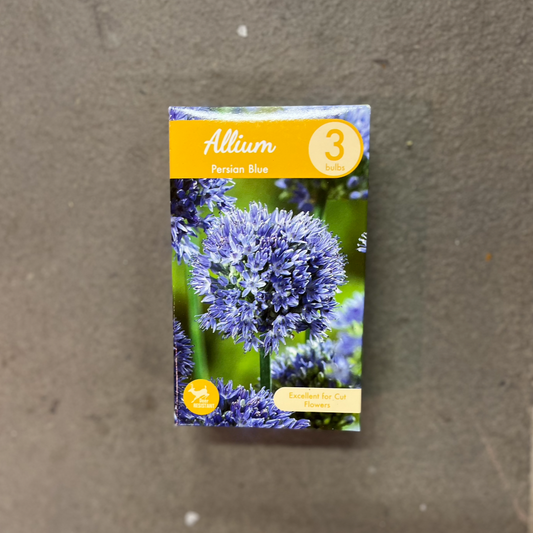 Allium 'Persian Blue' - 3 Bulbs