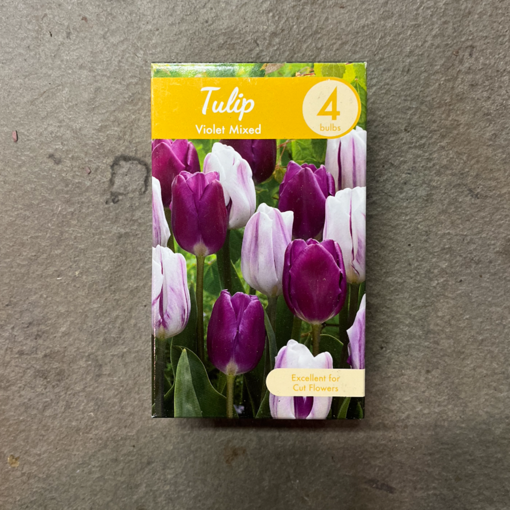 Tulip Violet Mixed - 4 Bulbs