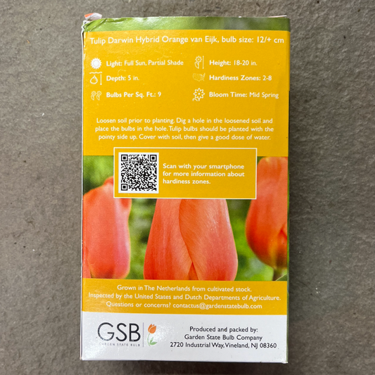 Tulip 'Orange van Eijk' - 4 Bulbs