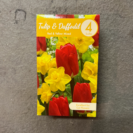 Tulip & Daffodil Red & Yellow Mix - 4 Bulbs