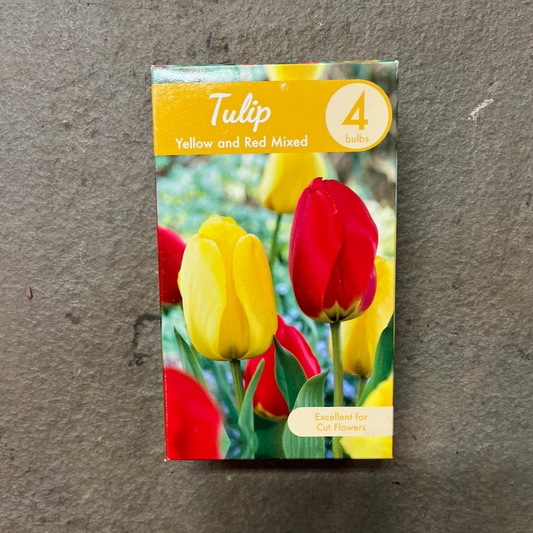Tulip 'Yellow & Red Mixed' - 4 Bulbs