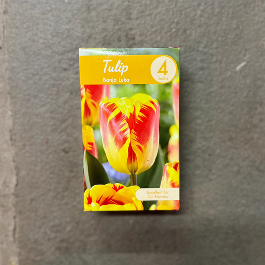 Tulip 'Banja Luka' - 4 Bulbs