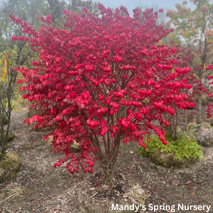 Grove Dwarf Burning Bush | Euonymus alatus