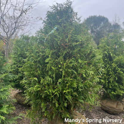 'Green Giant' Arborvitae | Thuja plicata red cedar ‘Green Giant’