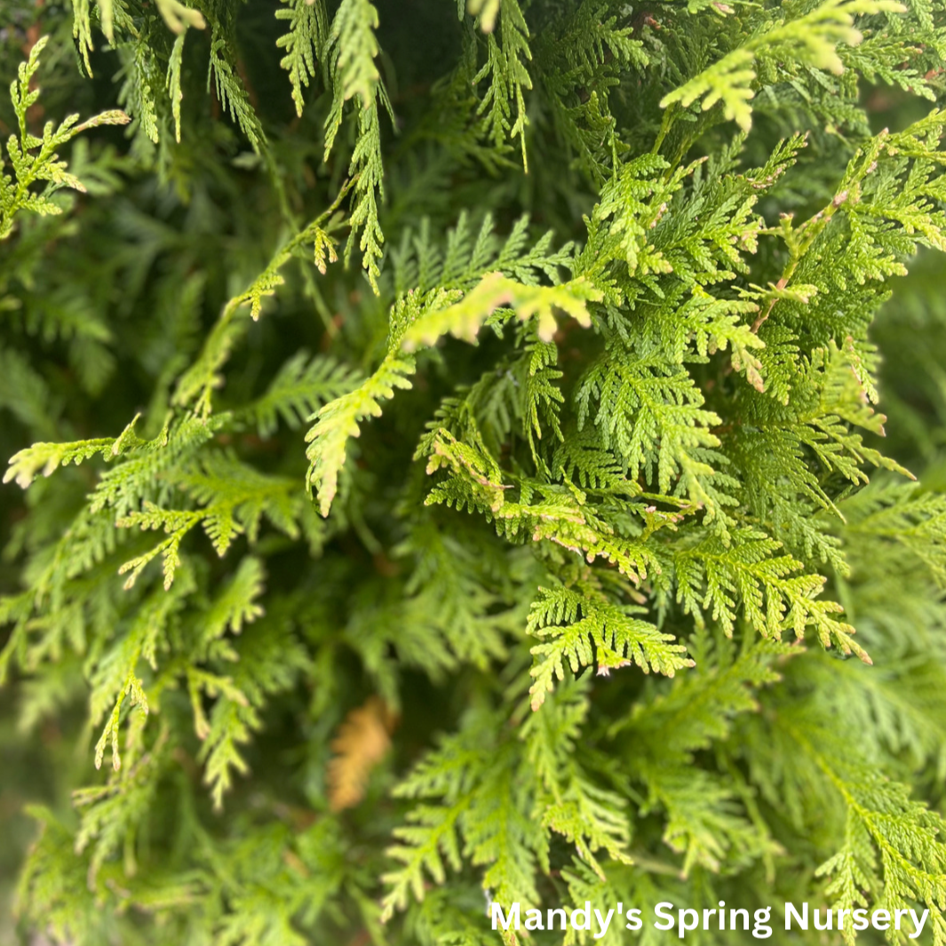 Green Giant Arborvitae (Thuja Plicata) - Western Red Cedar (1, 3 Gallon)