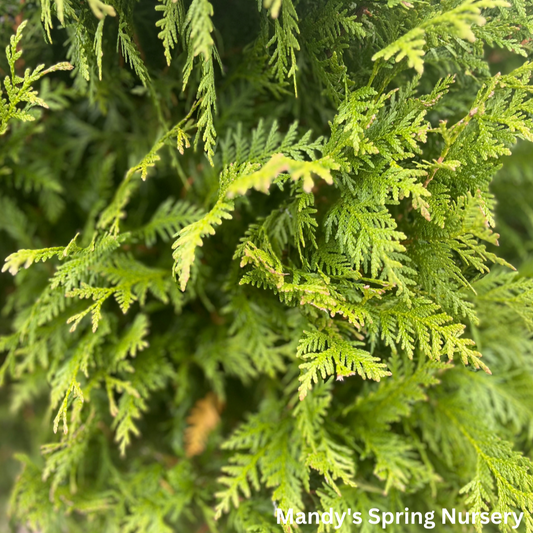 Green Giant Arborvitae | Thuja plicata red cedar ‘Green Giant’