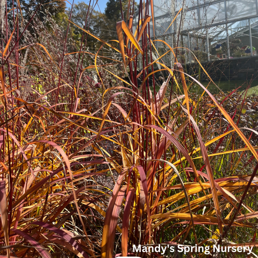 Flame Grass | Miscanthus Sinensis 'Purpurascens'